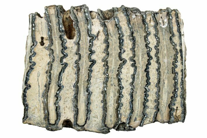 Polished Mammoth Molar Slice - South Carolina #335378